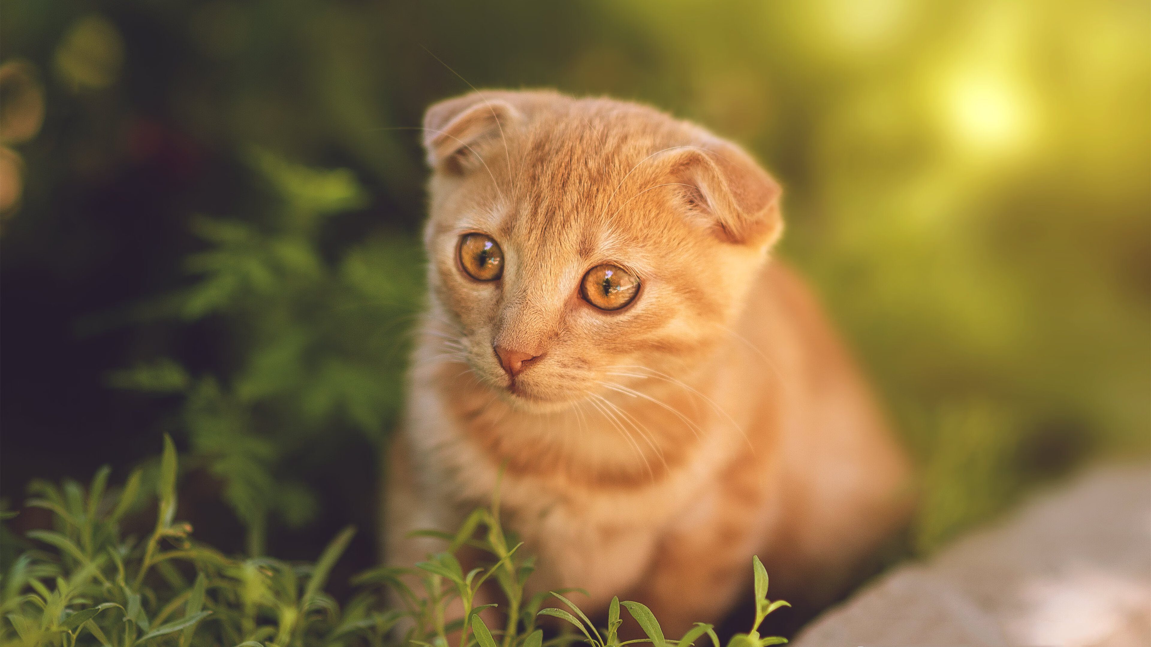 九游娱乐APP-五大联赛对阵强敌比赛中的临场心态变化趋势，五大联赛强弱