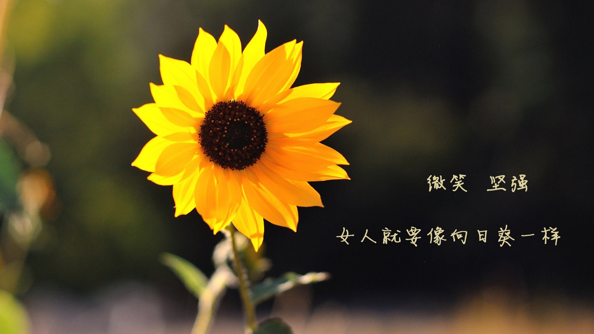 -体育新闻中心构建体育教育类自媒体资源协同网络，全体育媒体