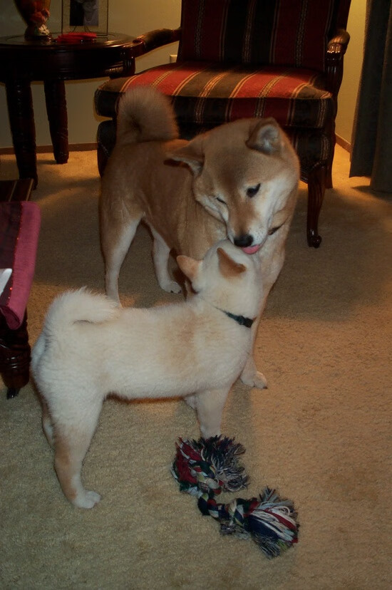 北京鸭赛季目标明确全力冲击前列，北京鸭苗图片