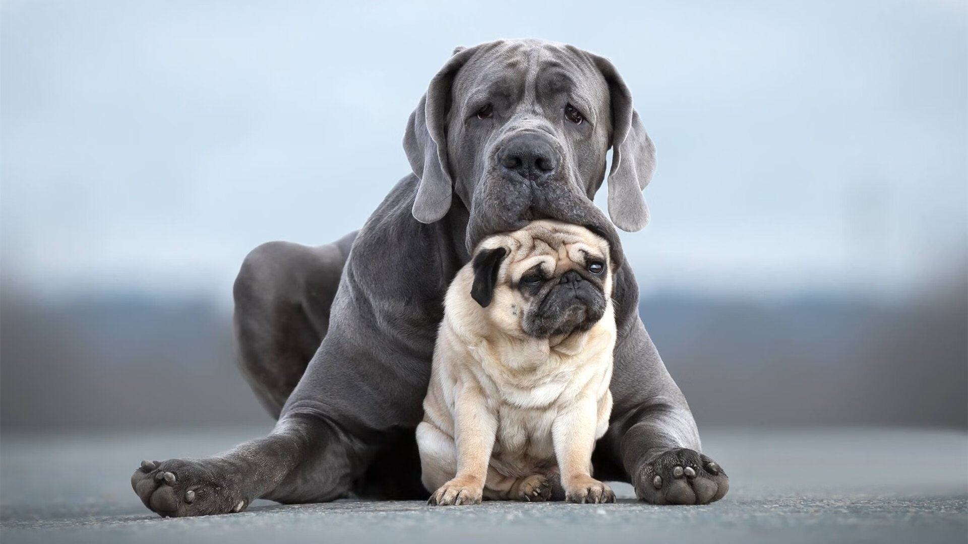 九游登录入口-凯尔特人锋线双星在训练中配合日渐默契，凯尔特人2.26中锋