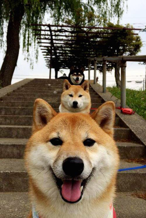 九游登录入口-戴维·帕特森凭借精准指挥与多样战术，为袋鼠队提供制胜优势，戴维斯帕顿