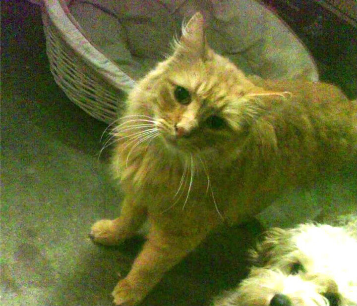 戴维·帕特森凭借精准指挥与多样战术,为袋鼠队提供制胜优势,戴维斯帕顿