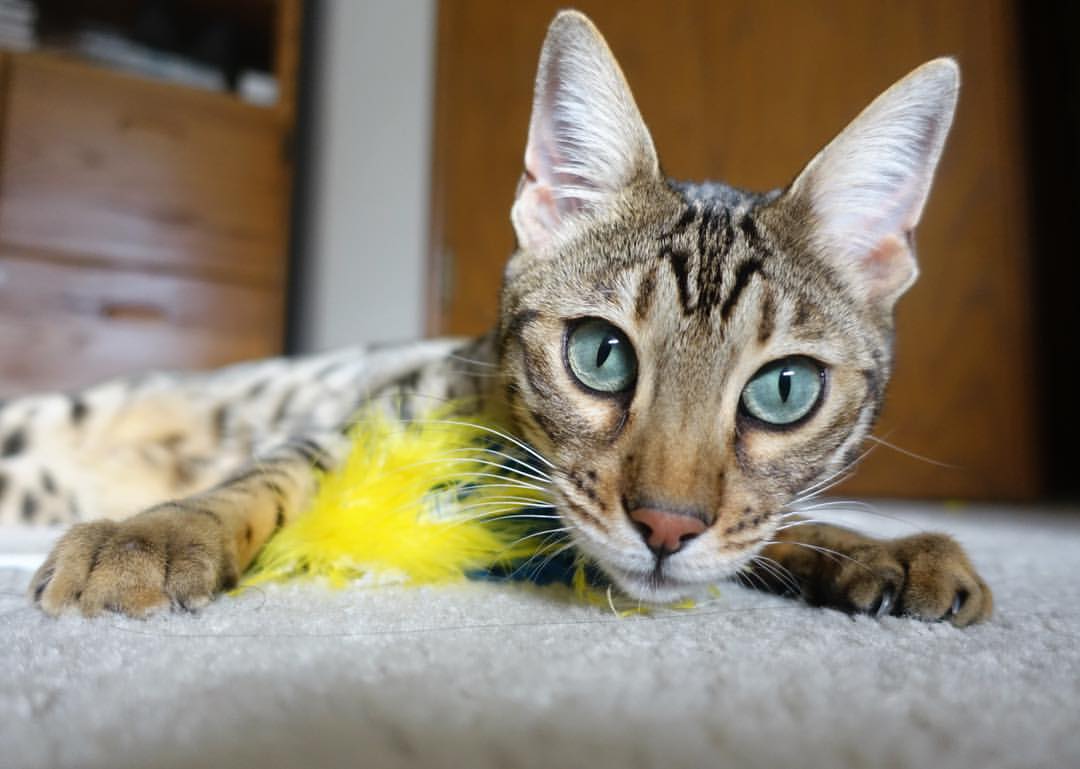 九游-曼联中场表现不佳引发外界质疑，曼联历史十大中场