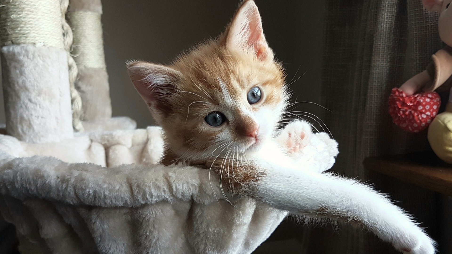 九游app下载中心-混合泳比赛中立代表队A表现均衡，混合泳联合队