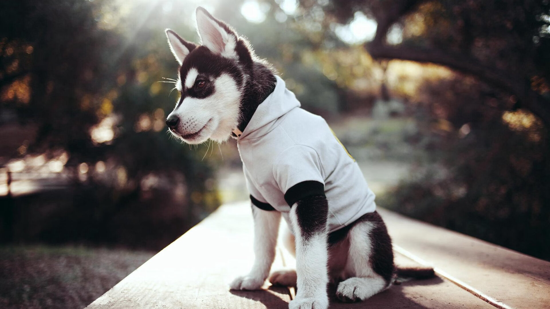 JIUYOU GAMING-英超最后一击：绝杀瞬间成就不朽传奇，英超最后几名降级