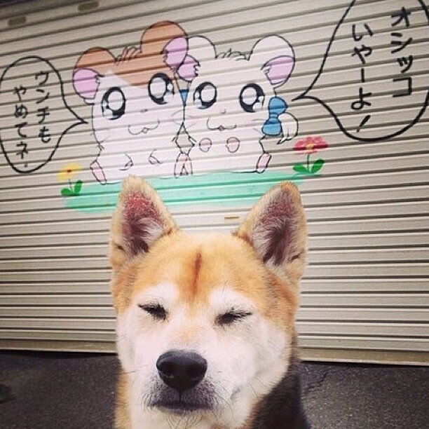 九游登录入口-蛙泳中程摩纳哥节奏精准，蛙泳高阶视频